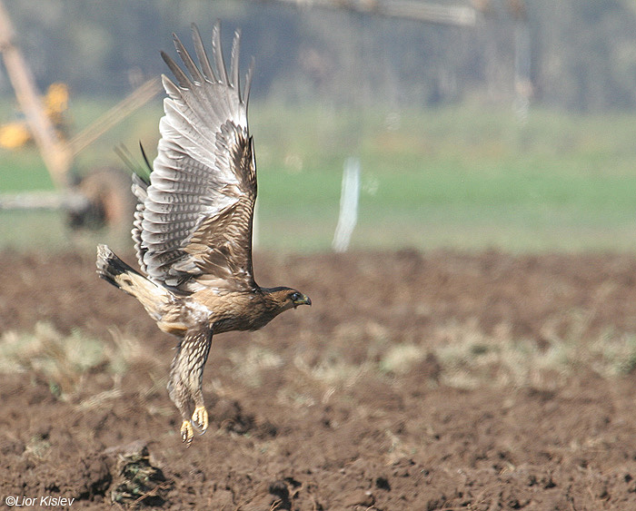      Greater Spotted Eagle   Aquila clanga  Fulvescens    , 2008,: 